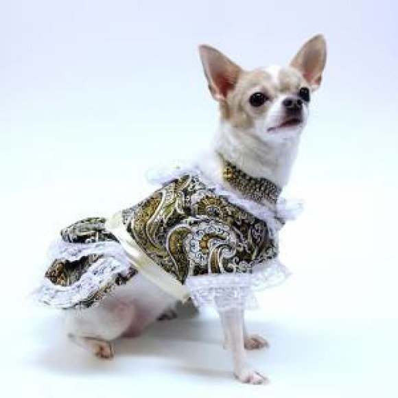 chihuahua prince