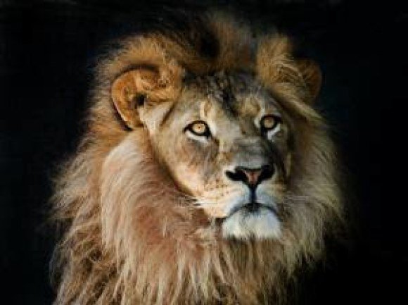 ugg lannister lion