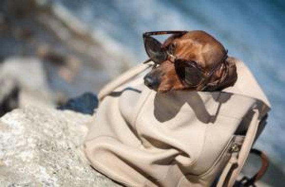 verizon dog knapsack