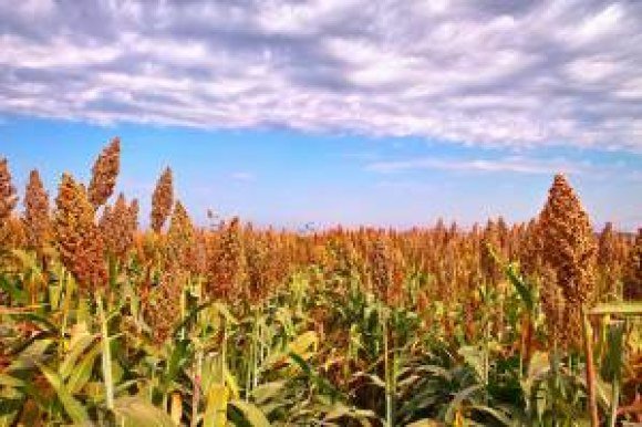 verizon sorghum