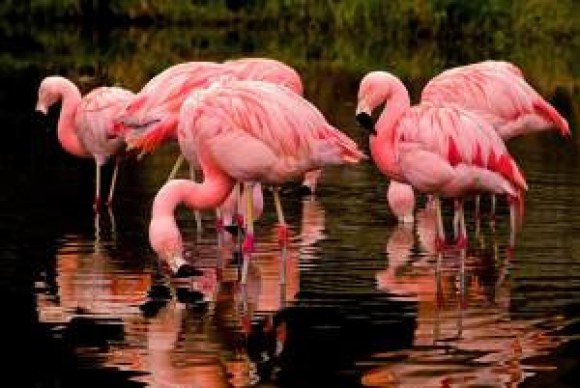 boston proper flamingos