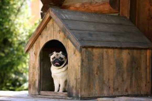 advance auto doghouse