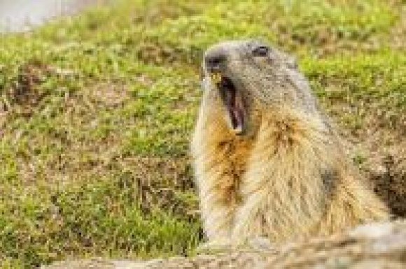 bproper groundhog