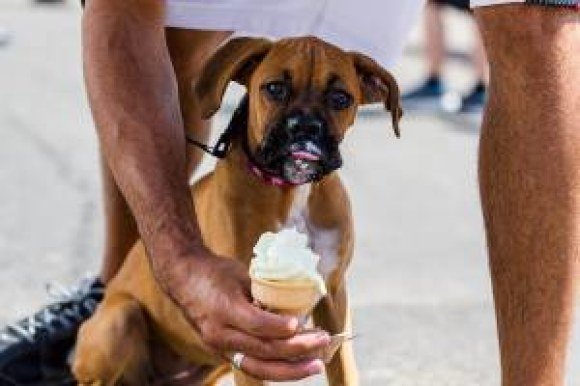 monster dog ice cream