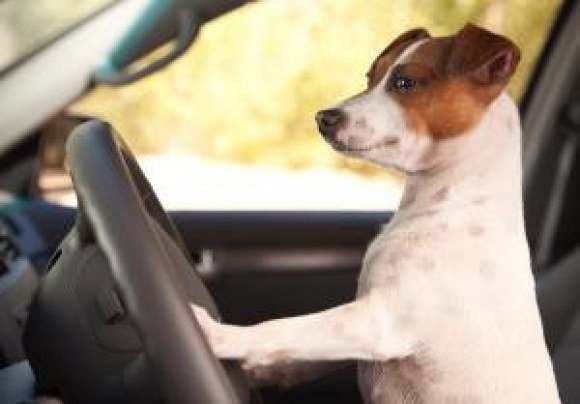 aauto dog driving
