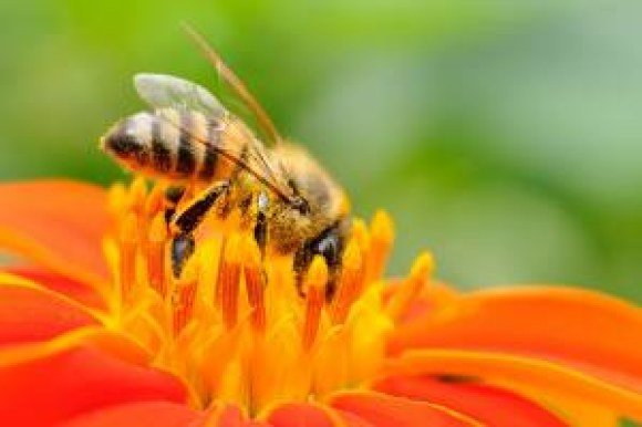 verizon honeybee flower