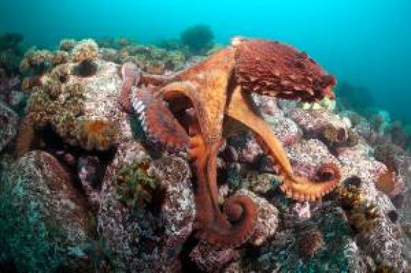 verizon octopus