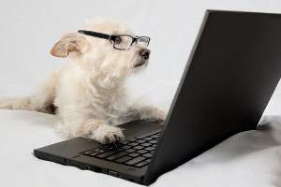 getting pet medications online safely