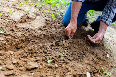 how to start a garden 2