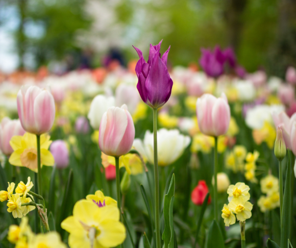 spring flowers